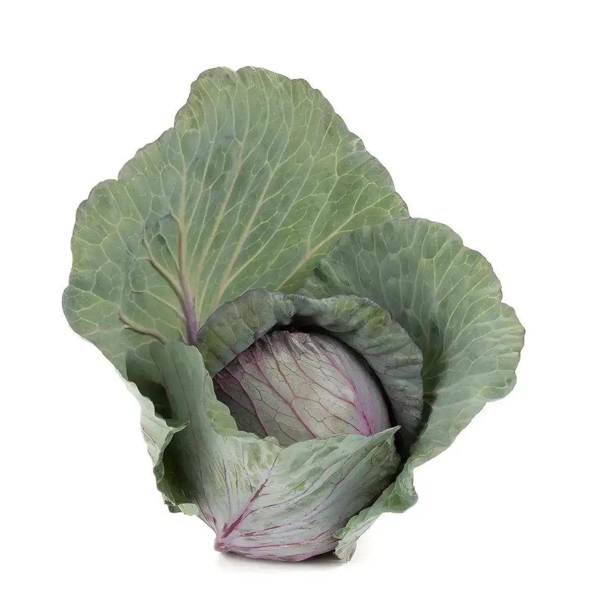 Studioaufnahmen / Stills von Kohl