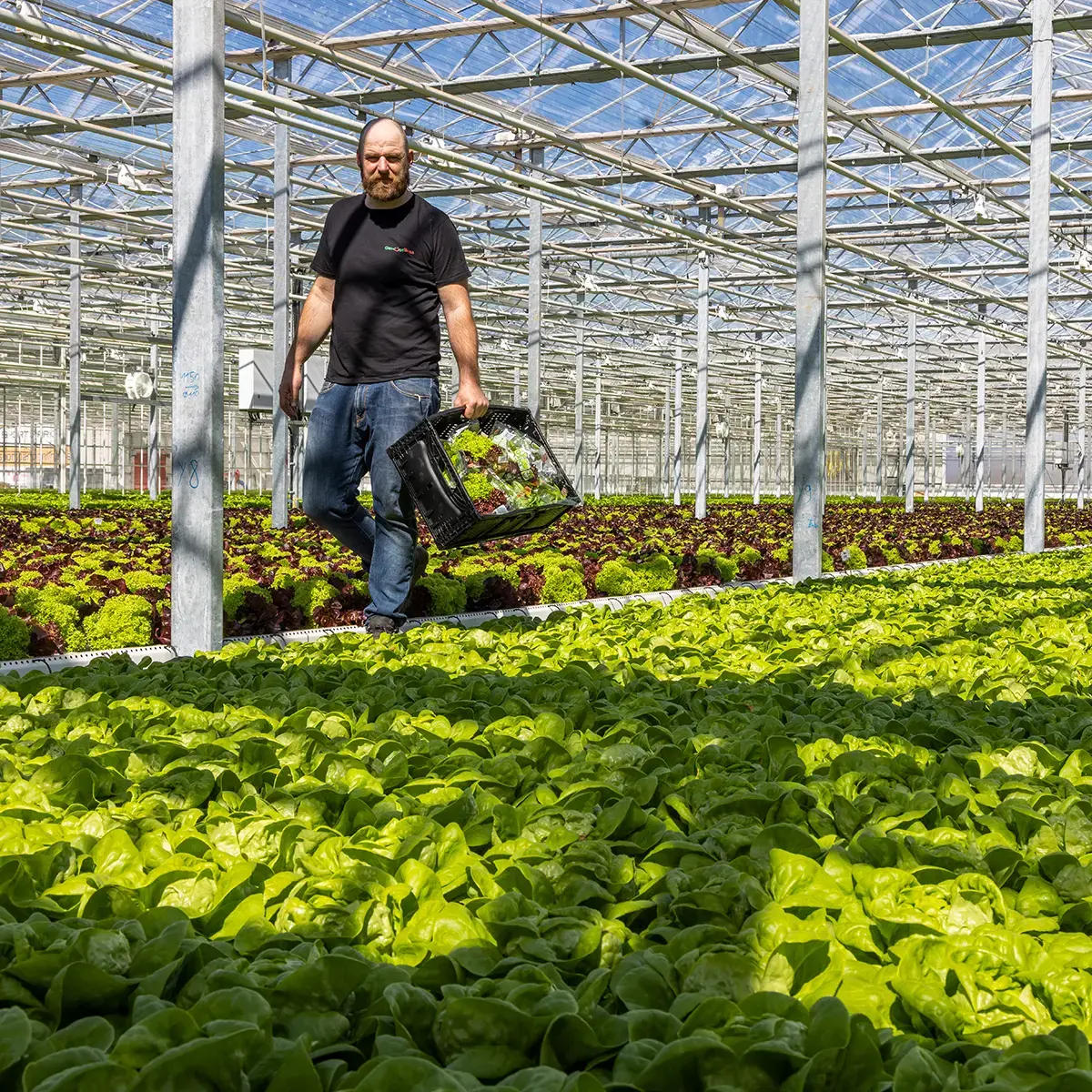 Fotoreportage eines Betriebes für Unterglassalatanbau