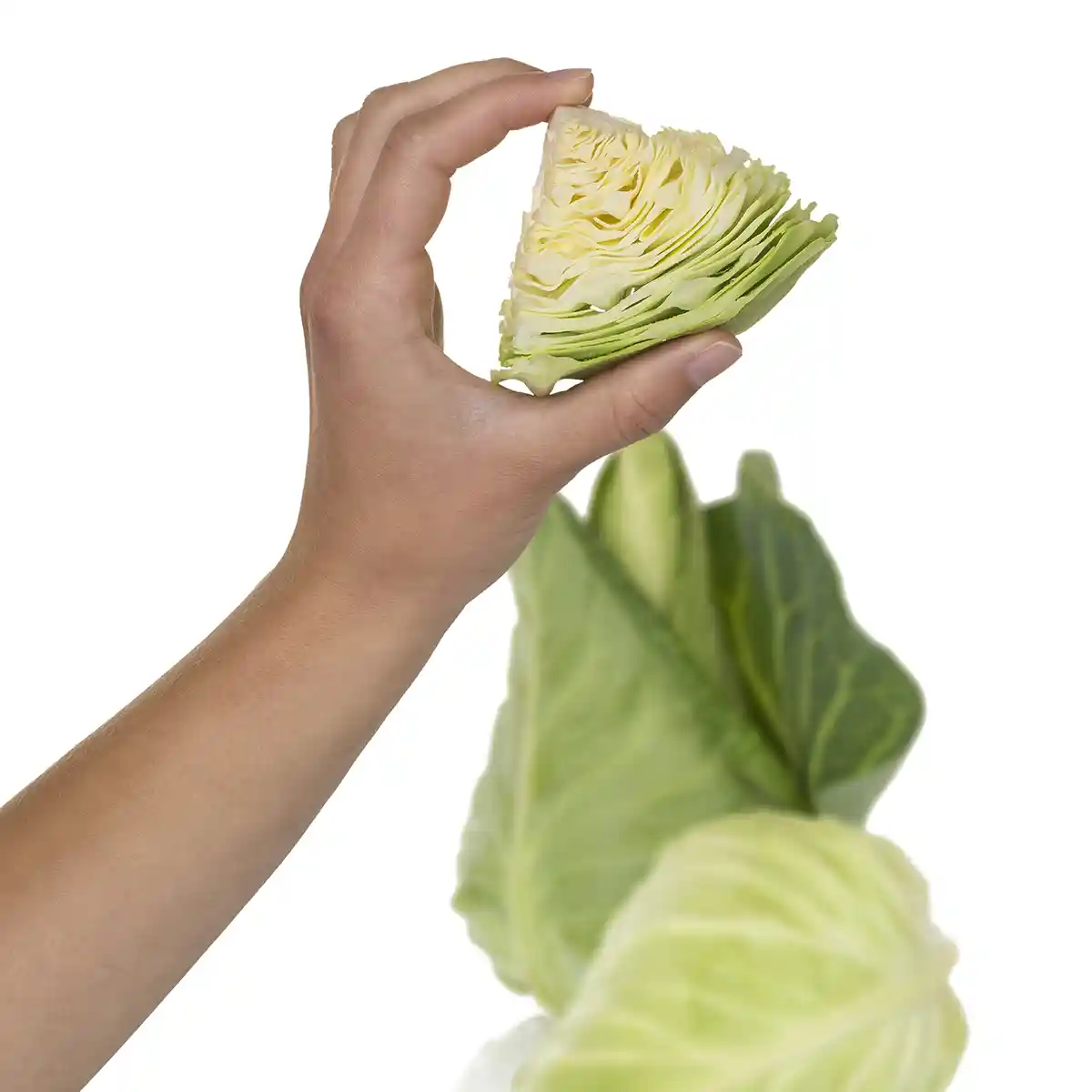 Katalogaufnahmen / Stills von Spitzkohl