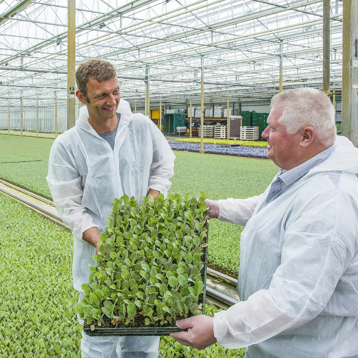 Fotostory über einen Jungpflanzenbetrieb 
